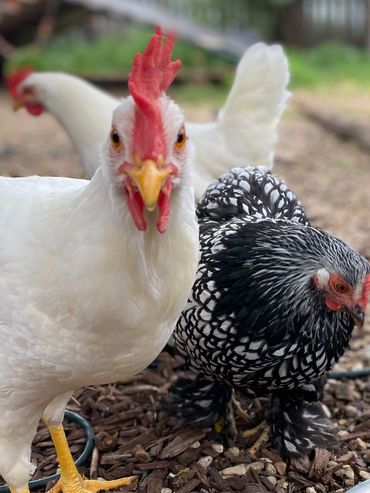 Livestock rescue