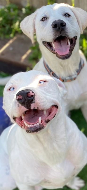 Dog sanctuary