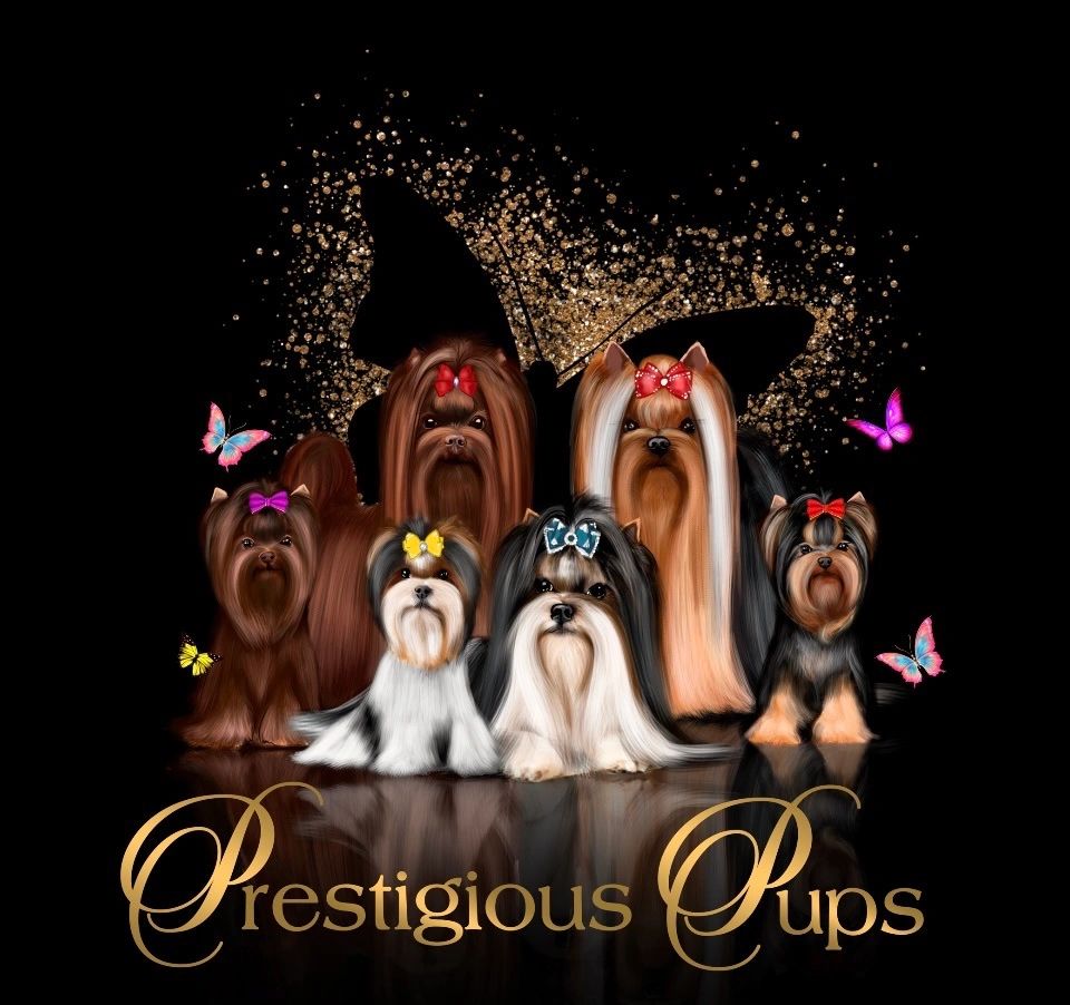 Prestigious Pups - Yorkies, Biewers, Quality Puppies