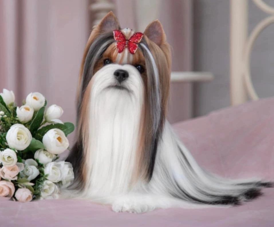 Cute long-haired dog with red bow.