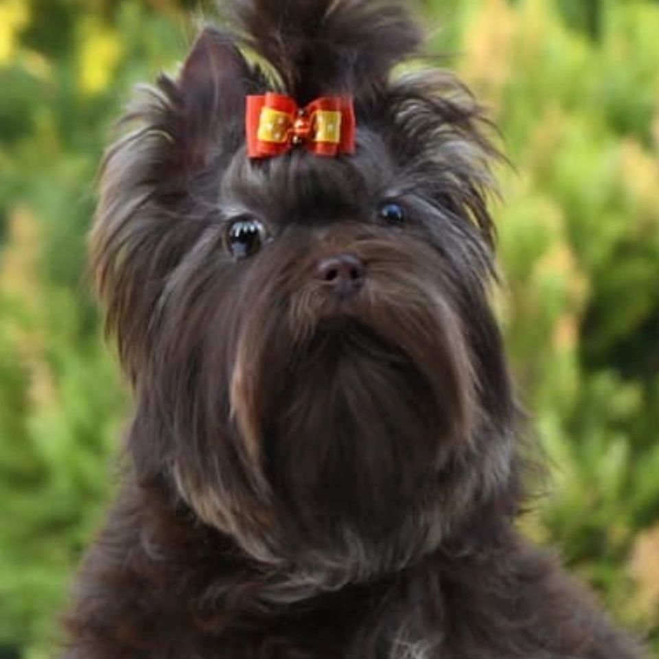 Fluffy dark dog with a red bow.