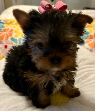 This baby is SOLD!   Sweet sweet sweet!  Tiny baby 7 weeks and only 1 pound