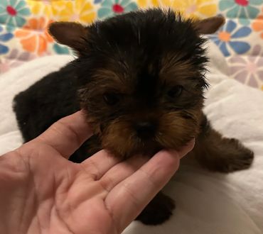 SOLD Another pic of girl #2. She is 7 weeks and weighs only a pound. 