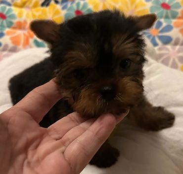 SOLD Girl #2 is beautiful and has the cutest baby face