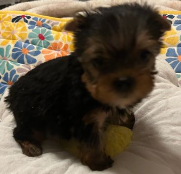 This girl is a doll!  She is available. 