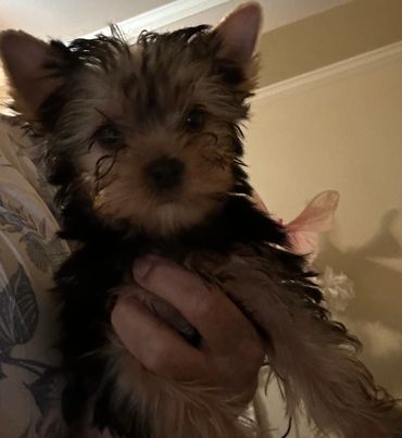 This girl is available. She is playful and yet she’s a love!  Reserve her now!
