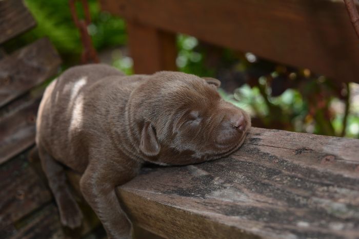 Nothing like sweet Labrador Retriever Puppy Breath.   Puppies are the absolute best.  