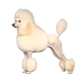 Serendipity Reg’d Standard Poodles