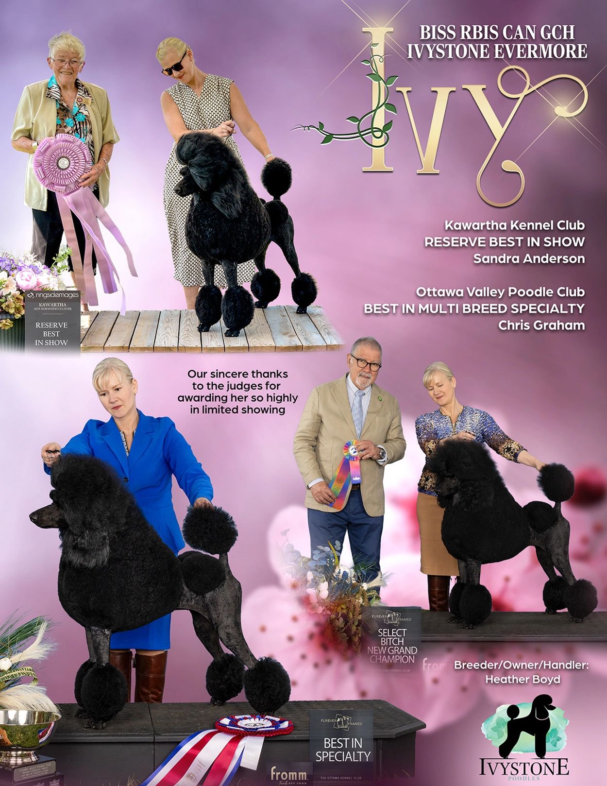 Award-winning black poodles and handlers at Ivystone Poodles dog show.
