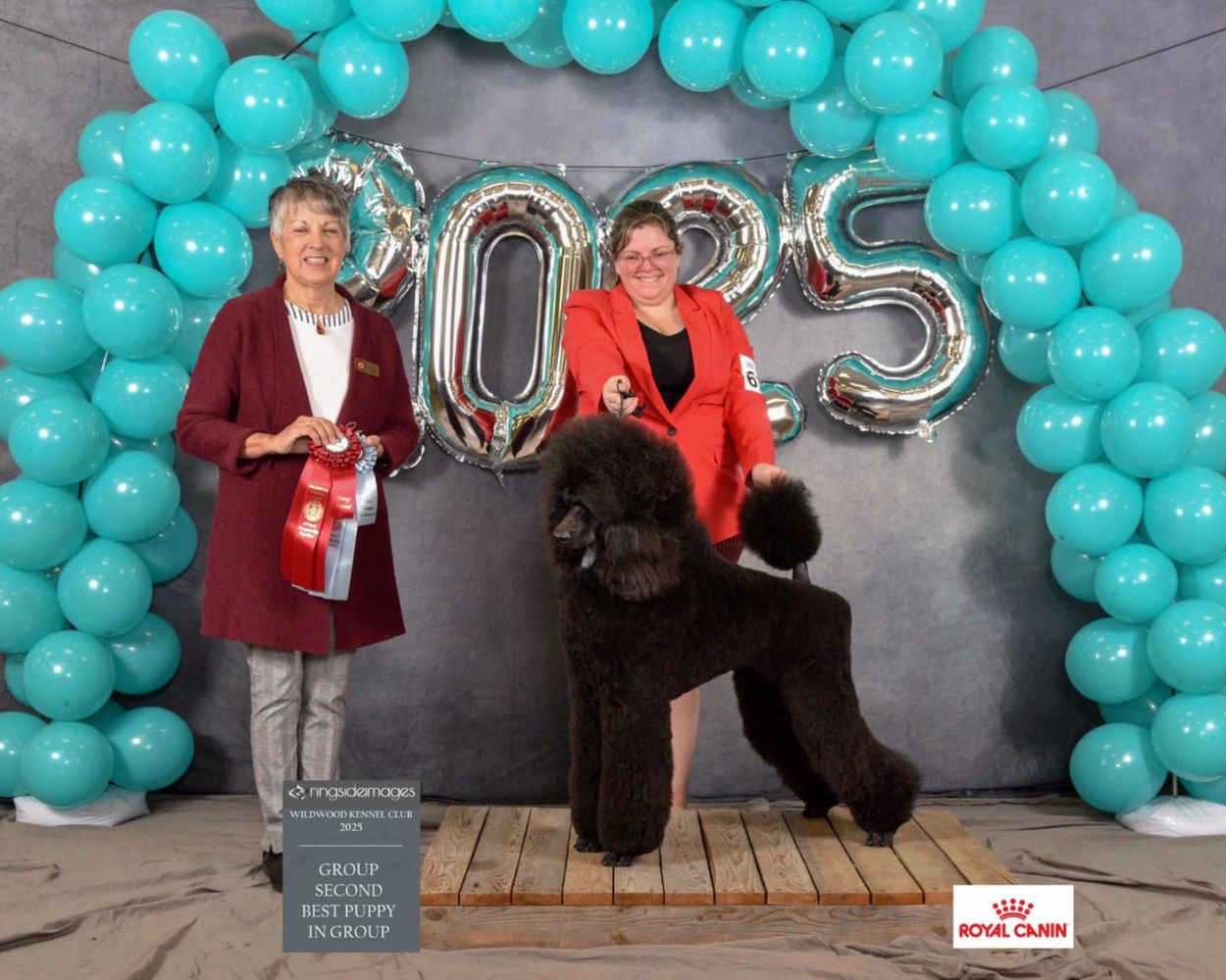 Dog show winners pose with a black poodle and ribbons under turquoise balloons.