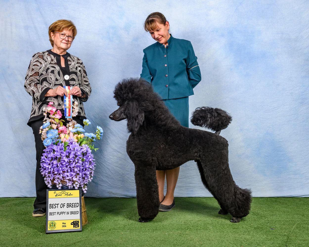 Black poodle wins Best of Breed and Best Puppy in Breed at dog show.