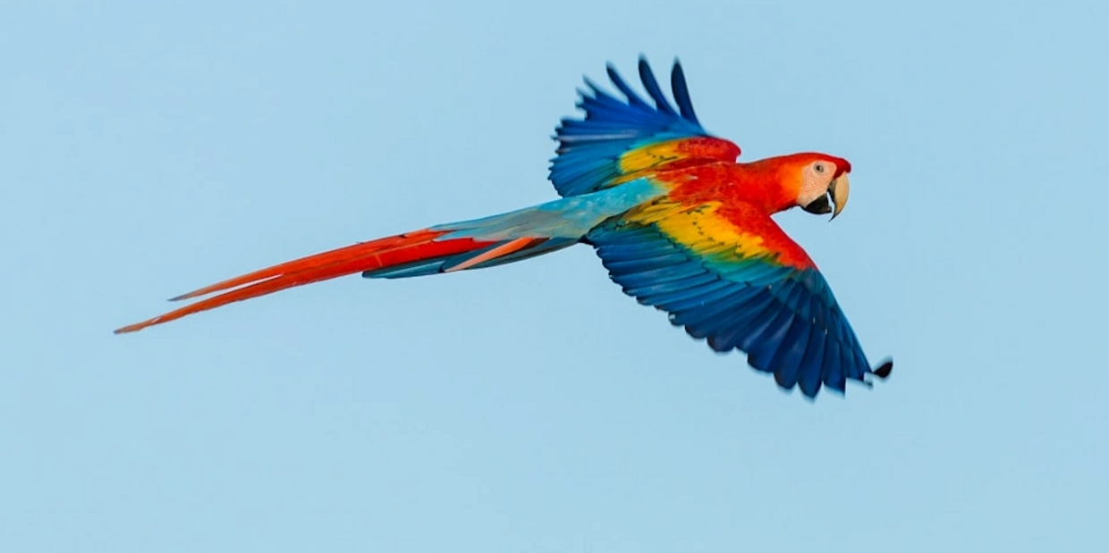 Discover the vibrant allure of Costa Rica with Etelvida Journeys, where lush rainforests meet pristi