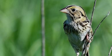 Henslow's sparrow by Jim Hudgins/USFWS