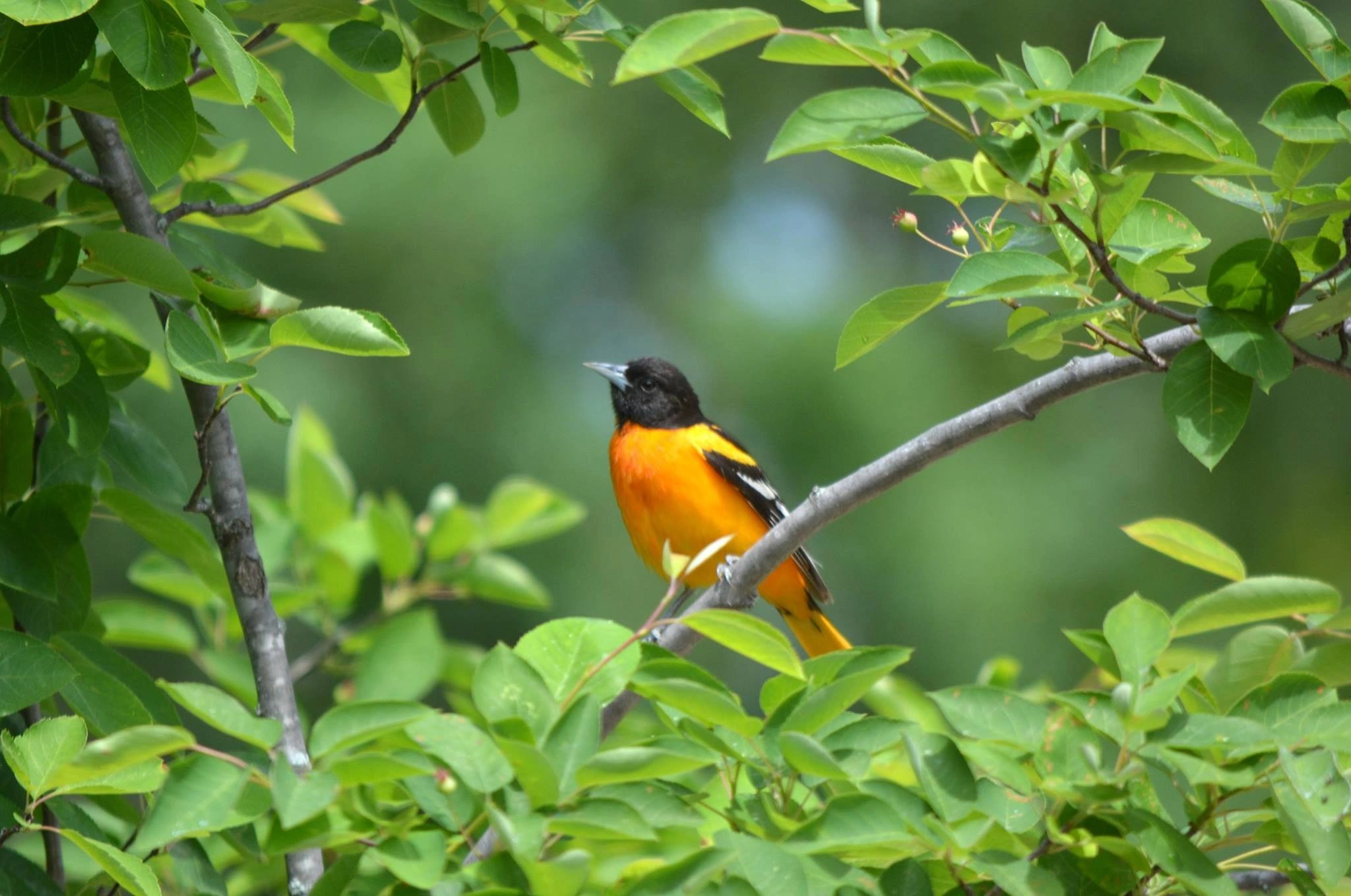 In 50 years, the Baltimore oriole population fell by a third; will we risk  losing more?