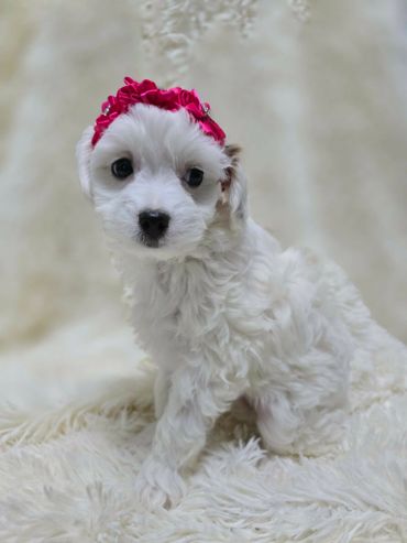 Tiny white puppy with a red flower headband sitting on a fluffy surface.