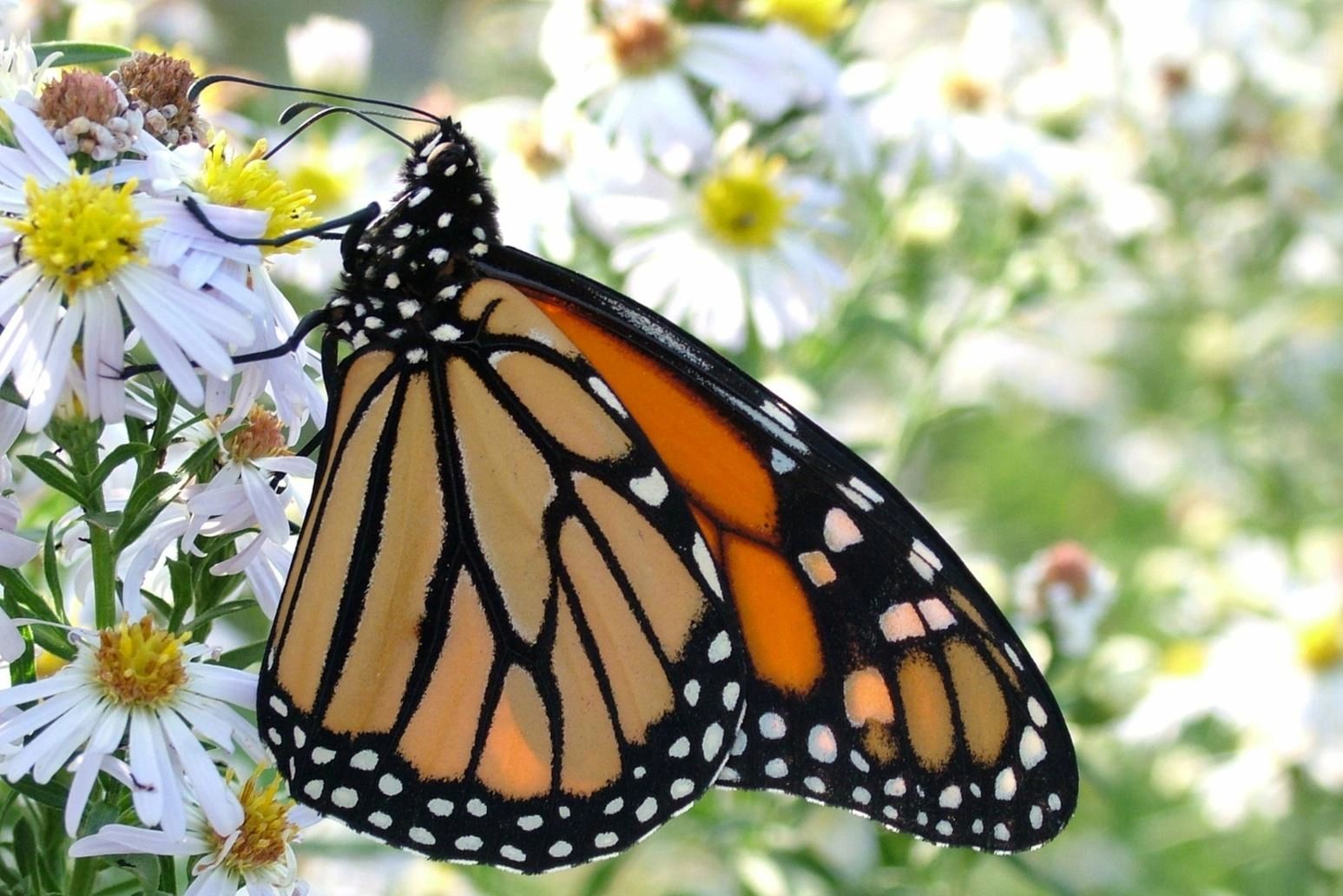 nutritionist jane bischoff, peterborough logo
