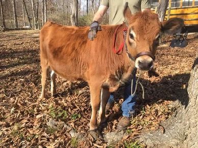 Manor Farms photo 23