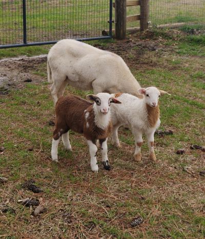 Lamb Ranch Mini Cattle
