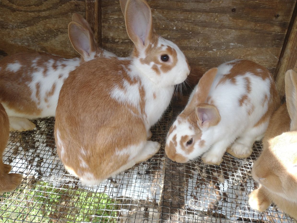 New Zealand Rabbits 