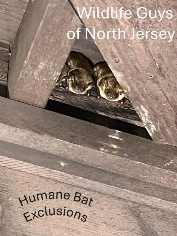 BATS