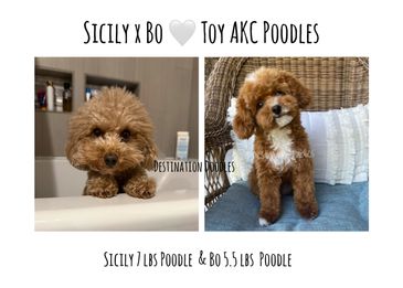 Sicily x Bo AKC Toy Poodles
Due 3/26/26
Take home approx 5/21/26