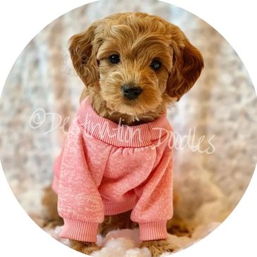  Mini Golden Doodle Shoes Dog Must Haves Mini Goldendoodle  Pullover Hoodie : Clothing, Shoes & Jewelry