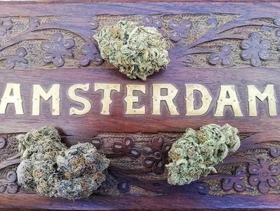 Amsterdam Cannabis