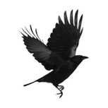 Blackbird Rising