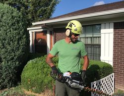 Juniper hedge trimming/shaping 