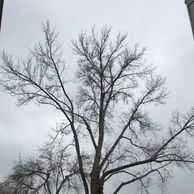 Old mature Ash Tree pruned and ready for spring 