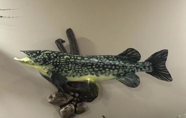 Mounted fish display on wall.
