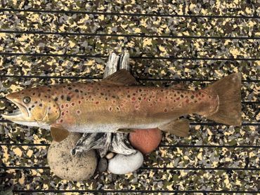 Mounted brown trout with scattered rocks.
