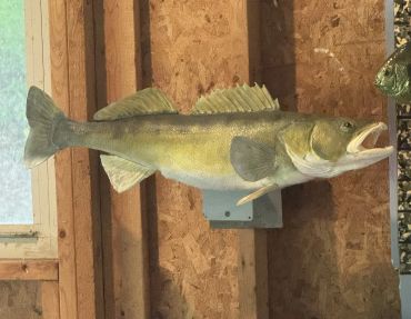 Mounted walleye fish on a wooden wall.