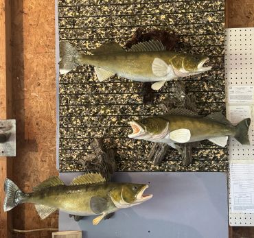 Three mounted fish displayed on a wall.