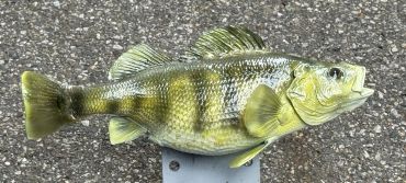 A yellow perch fish lying on a rough surface.