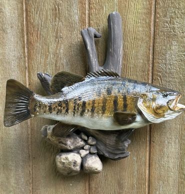 Mounted fish on wooden wall.