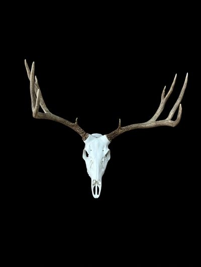 New 3D printed deer skulls perfect for shed antlers