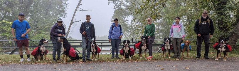 Group of people with dogs on a misty day.