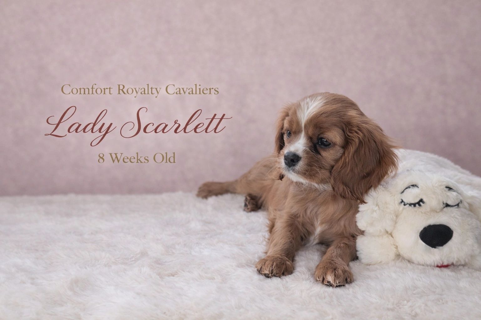 8-week-old Lady Scarlett, a Cavalier puppy, resting beside a plush dog toy.