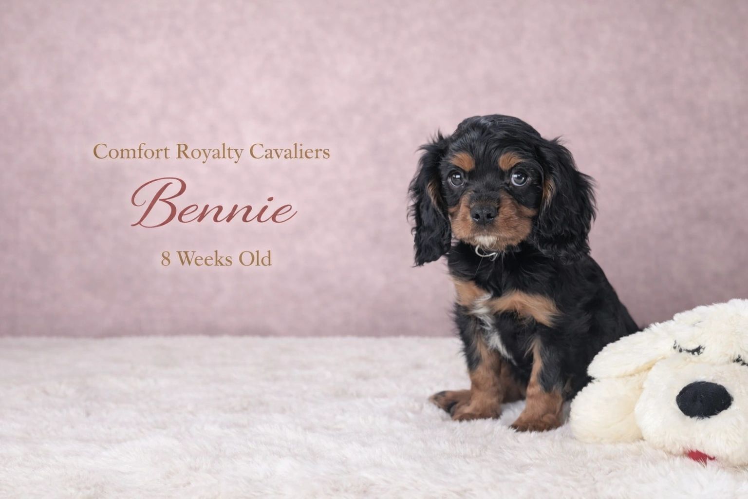 Eight-week-old Cavalier King Charles Spaniel puppy named Bennie sitting on a soft surface.