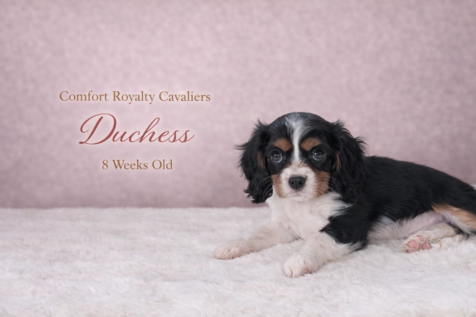 8-week-old Cavalier puppy named Duchess lying on a soft white rug.