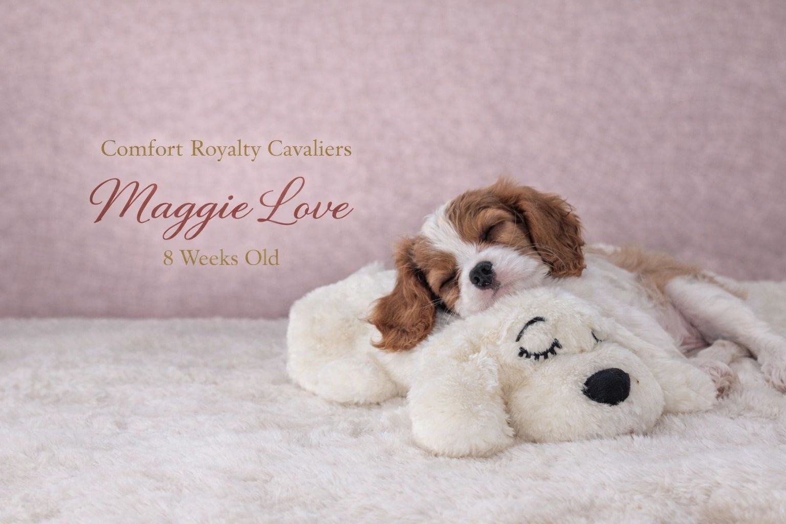 8-week-old Cavalier puppy Maggie Love sleeping on a plush toy.