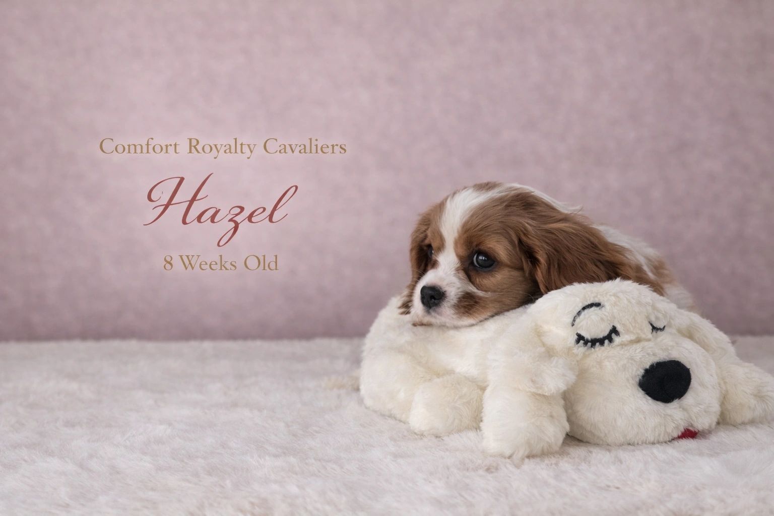 8-week-old Cavalier King Charles Spaniel puppy named Hazel resting on a plush toy.