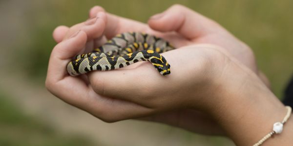 A small snake with black and yellow patterns resting in cupped hands.