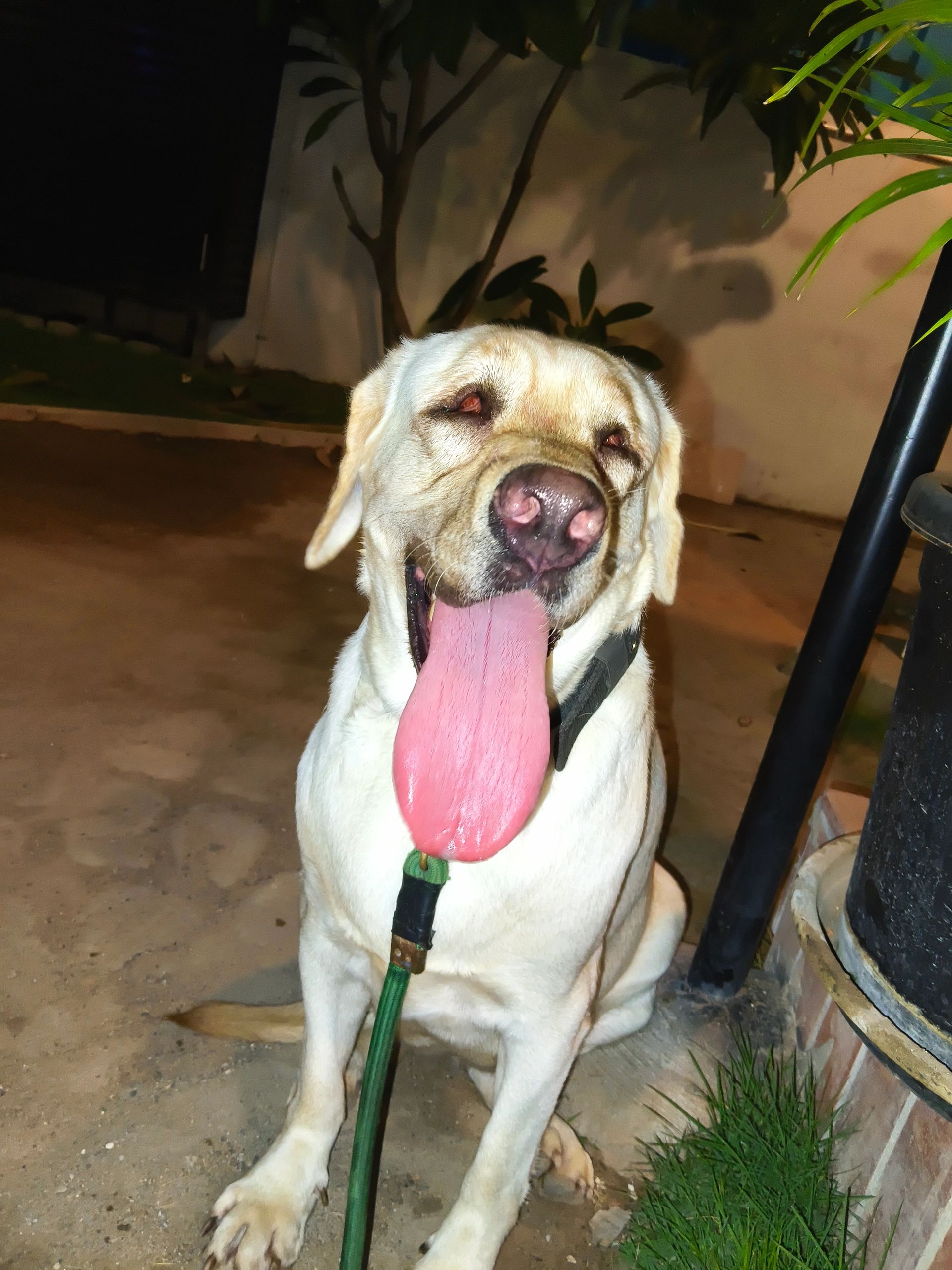 Dog House - Dog Kennels, Dog House, Dog...
