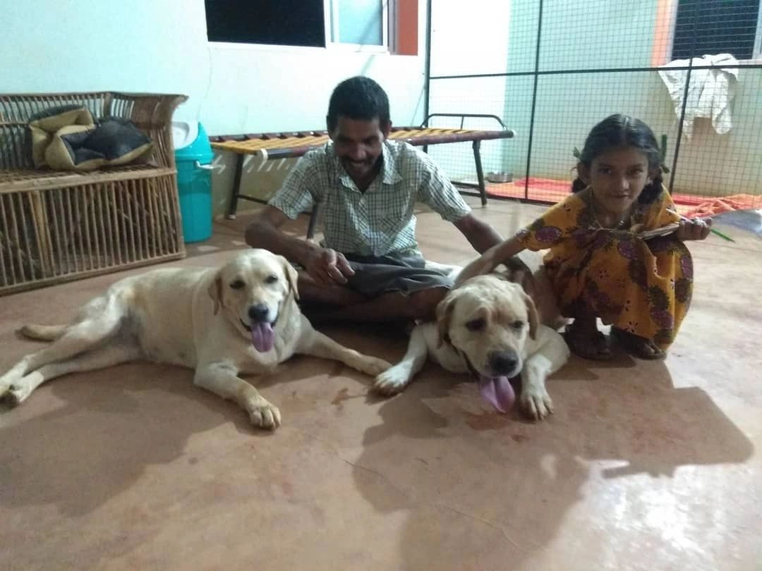 Veterinary Cat Boarding Best Dog Boarding Kennels Kennel Or Home Care?