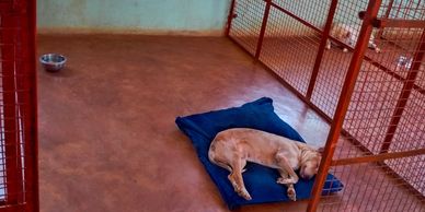 dog house chennai dog boarding