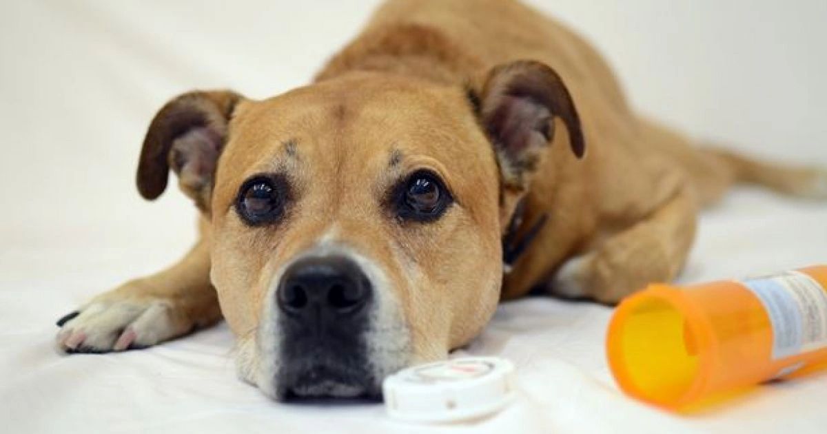 dog ate sanitary pad