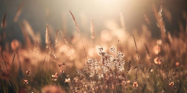 Sunlit wildflowers and grasses in a golden field.