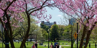 Cherry blossom trees frame a lively park with people enjoying a sunny day.